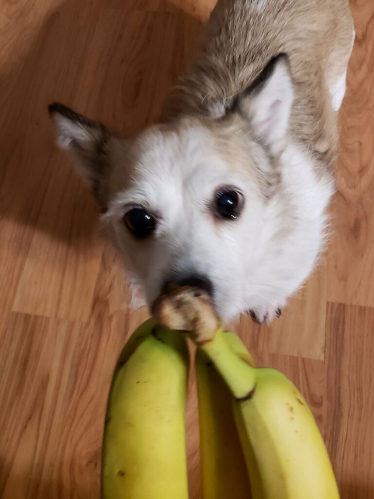 Can Dogs Eat Bananas